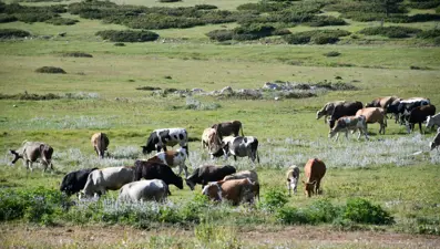 Asırlardır en büyük geçim kaynağı: Eşsiz doğa manzarasına sahip