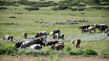 Asırlardır en büyük geçim kaynağı: Eşsiz doğa manzarasına sahip