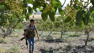 Silahlı 'fıstık' nöbeti: Kilosu 170 lira