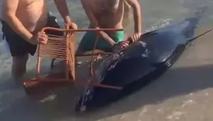 İzmir'de orkinosu sandalyeyle karaya çekmeye çalıştılar