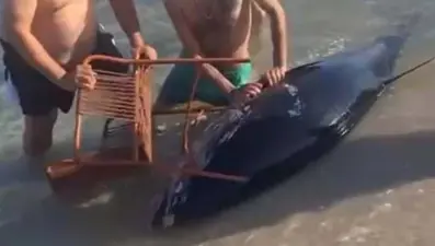 İzmir'de orkinosu sandalyeyle karaya çekmeye çalıştılar