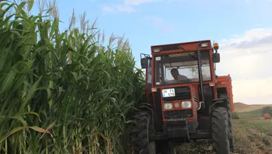 Üreticiler yüksek verim elde etti: Kars'ta hasadı sürüyor