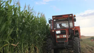 Üreticiler yüksek verim elde etti: Kars'ta hasadı sürüyor