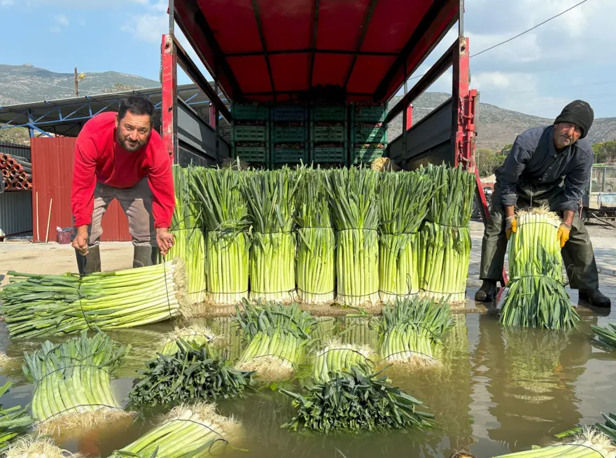 Tarlada ucuz, pazarda pahalı: Halk arasında ona &quot;doğal antibiyotik&quot; deniyor 4