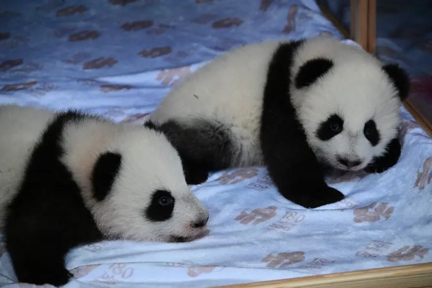 Almanya ile Çin'i birleştirdiler: İkiz yavru pandaların isimleri açıklandı 