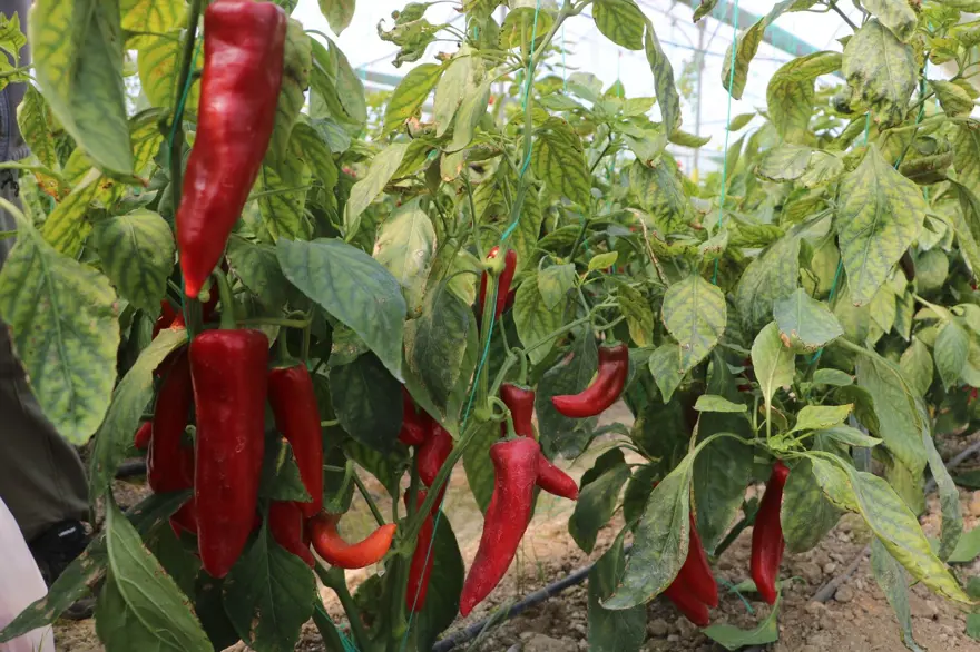 Fiyatı 50 liraydı şimdi 80 TL'den satılıyor: "Yüzde 50 oranında fiyat farkı var" 4