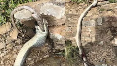 Hakkari'de yılan yılanı yedi