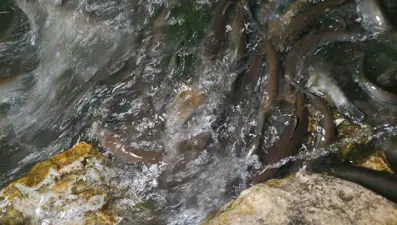 İnci kefalinin gece yolculuğu başladı