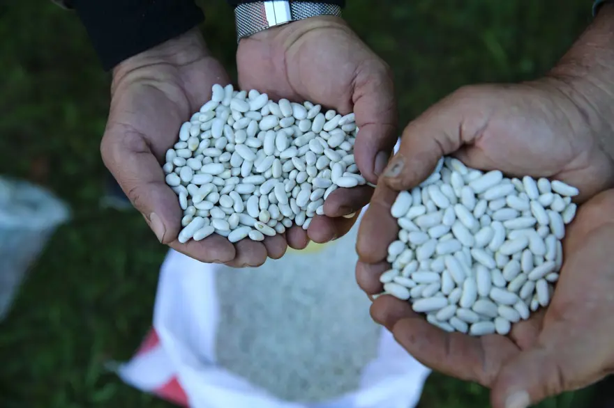 Peri Suyu'ndan gelen doğal suyla yetişiyor: 800 dekar alana ekildi, üretici sayısı 100'e çıktı 