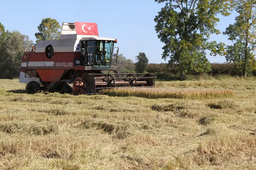 Saat 10.00 gibi hasat başlıyor: Üreticiler bu yıl rekolteden memnun 3