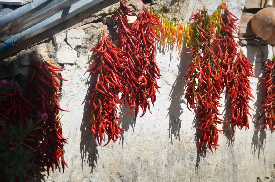 Ona "kırmızı altın" da deniyor: 160 yıldır aynı tohumdan  üretiyorlar 