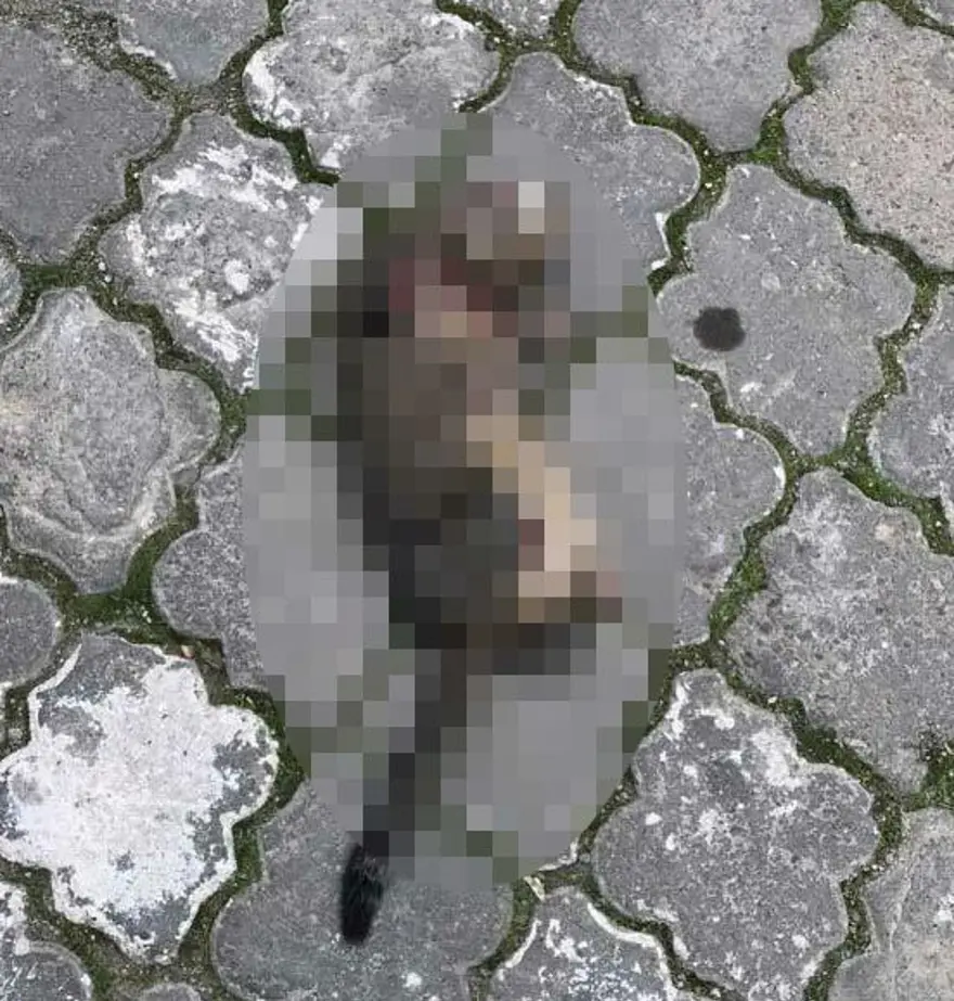 'Seri kedi katili' için özel ekip 2 'Seri kedi katili' için özel ekip 2