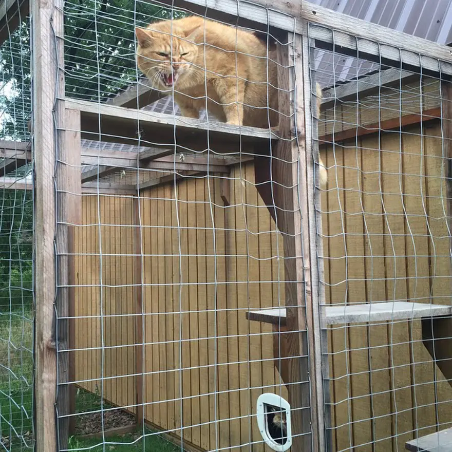 Hayatını kedileri kurtarmaya adadı 195