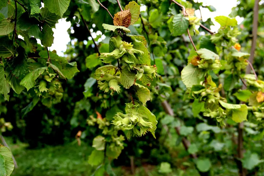 "Kahverengi kokarca" istilası olumsuz etkiledi: 3'lü zarar, 50 bin ton kayıp var 2