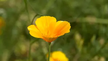 Bitkiler iş gücü kaybına neden oluyor