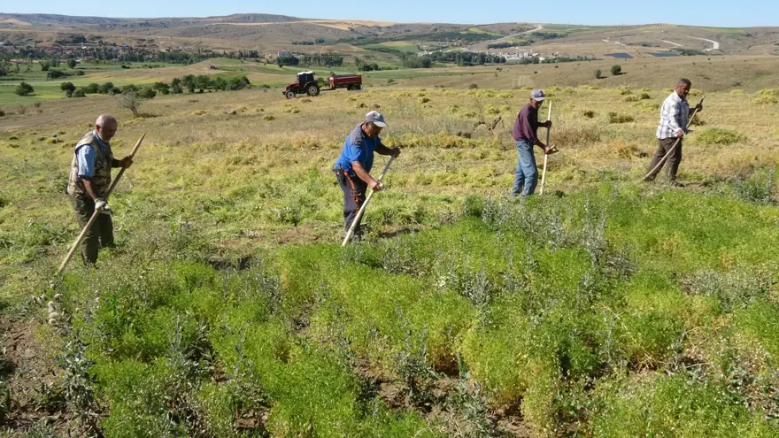 Türkiye'de ilk sırada yer alıyor! Aylık 45 bin liraya çalışacak işçi bulamıyorlar 5