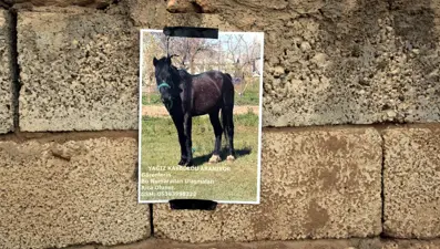 Afiş bastırdı: Kayıp atı bulana ödül