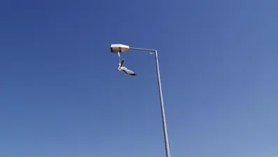 Bitlis'te ayağına maske takılan martı, direkte asılı kaldı