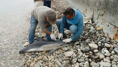 Kuşadası sahilinde ölü yunus kıyıya vurdu