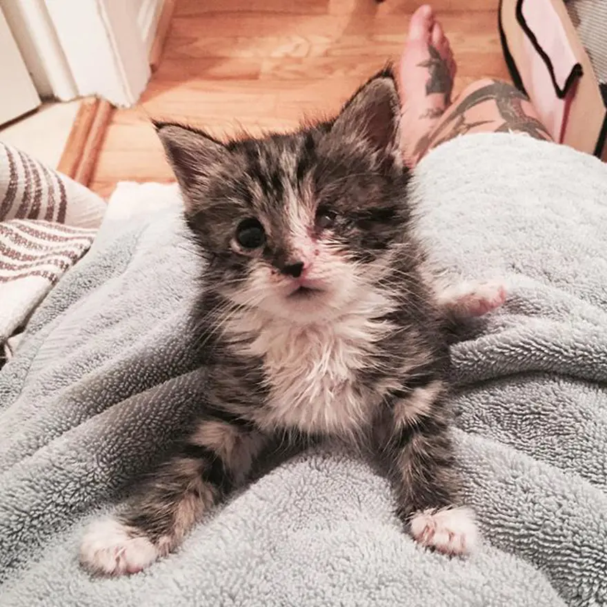 Hayatını kedileri kurtarmaya adadı 309