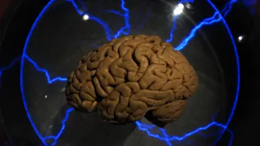 Laboratuvarda insan beyni üretildi