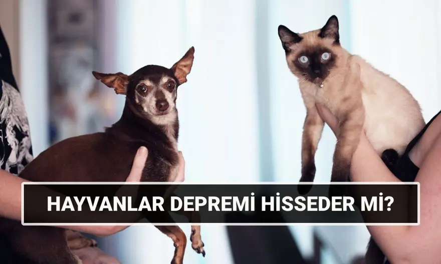 Hayvanlar depremi önceden hisseder mi? Kedi, köpek, kuş depremi ne kadar önce hisseder, ne yaparlar? 