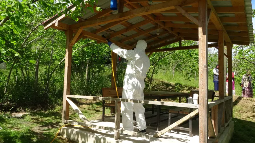 Ordu'da kahverengi kokarca istilası 5 Ordu'da kahverengi kokarca istilası 5