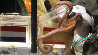 Paul’a göre şampiyon İspanya!