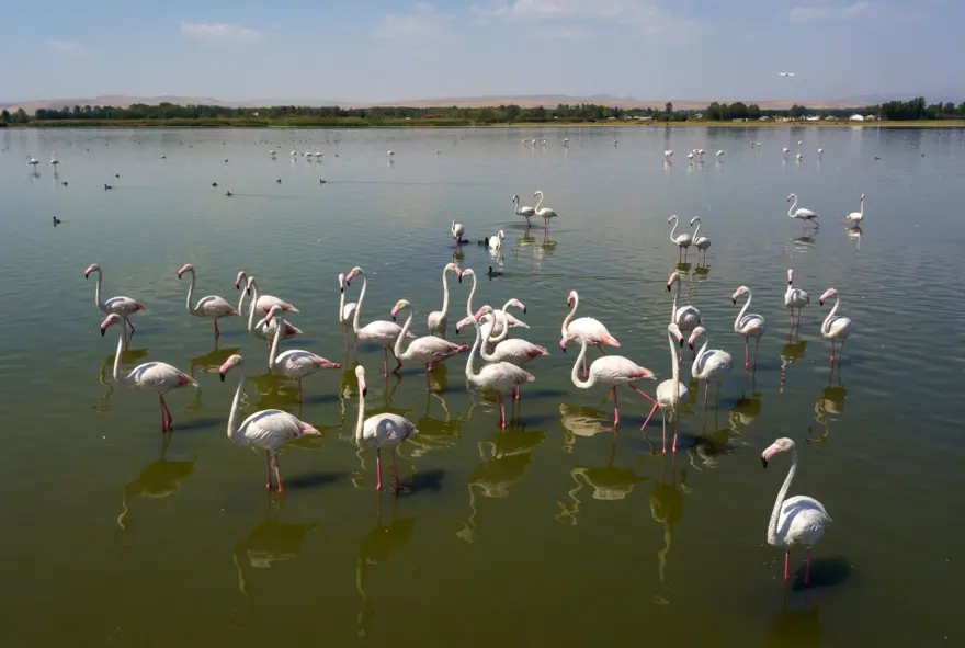 Van Gölü binlerce flamingoya ev sahipliği yapıyor 16