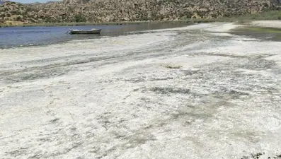 Bafa Gölü can çekişiyor: Kokudan yaklaşmak mümkün değil!