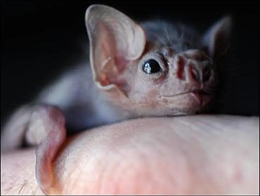 Heliophobia: Güneş korkusu 15 Heliophobia: Güneş korkusu 15