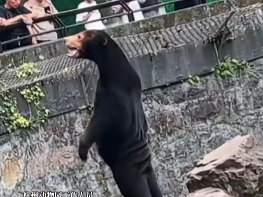 Sosyal medyada viral oldu: Ayılarımız gerçek ayı 3