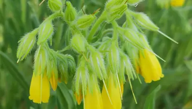 Türk bilim insanı yeni bir bitki türü keşfetti: Finlandiya kökenli dergide yayımlandı