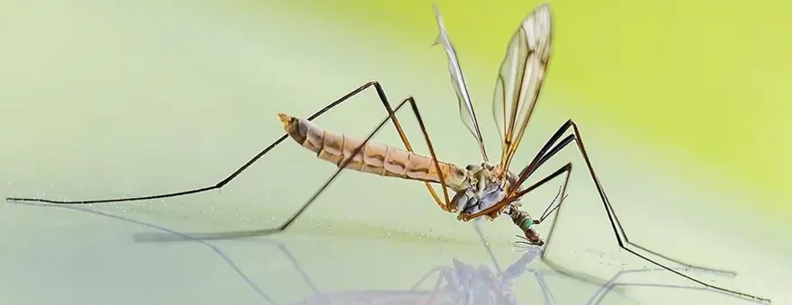 Sivrisinek ısırığının ölümcül enfeksiyona yol açmasından 5 yıl sonra öldü: Doğu at ensefaliti (EEE) nedir, belirtileri neler? 4 Sivrisinek ısırığının ölümcül enfeksiyona yol açmasından 5 yıl sonra öldü: Doğu at ensefaliti (EEE) nedir, belirtileri neler? 4