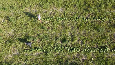 Karpuz pekmeze dönüştü: Değerini 25 kat artırdılar