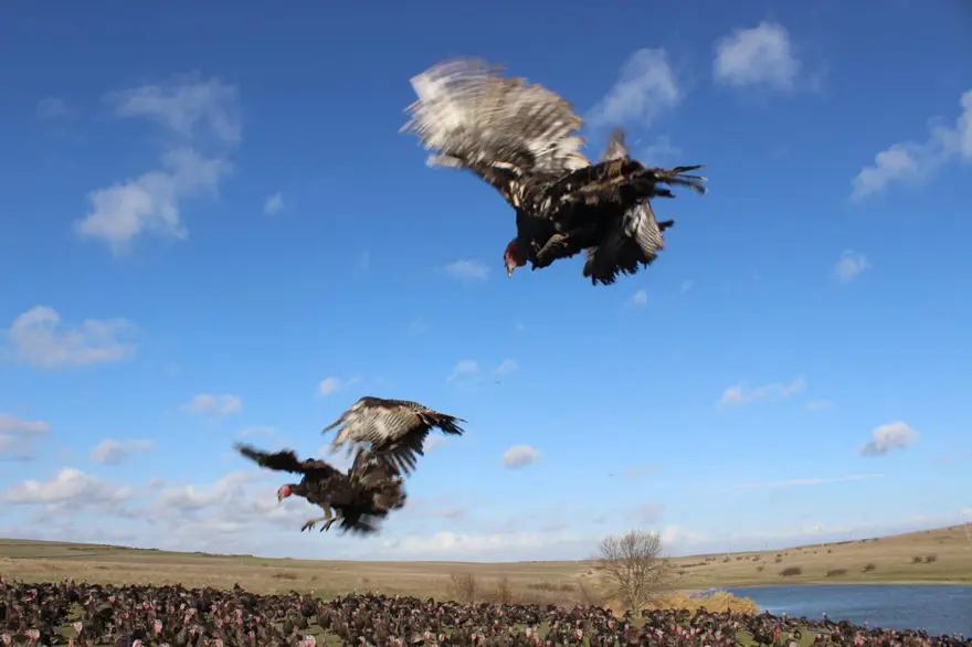 Yılbaşı hindileri satışa çıktı (Fiyatı kaç lira olacak?) 5