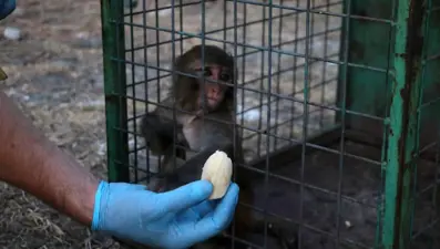 Maymuna tokat atan çobana 20 bin lira para cezası