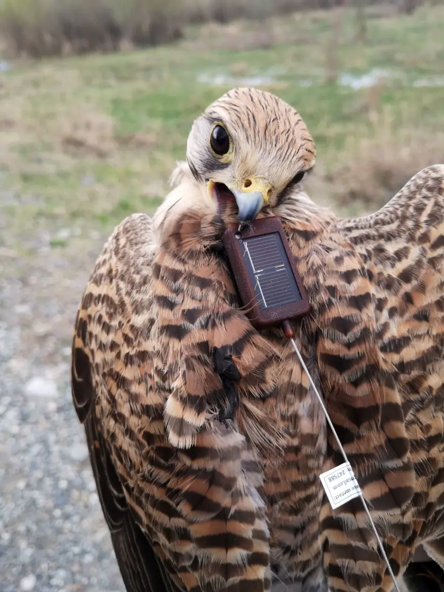Iğdır'da takıldı, Ermenistan'dan çıktı: Adım adım takip ediliyor 1