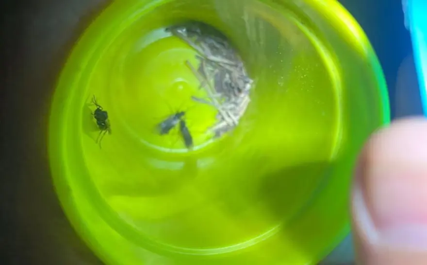 Gece yarısı kırmızı karınca operasyonu: Zararlı böcekleri yiyecek 2