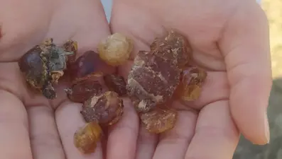 Bölge halkı tarafından ''şifa kaynağı'' olarak tanımlanıyor