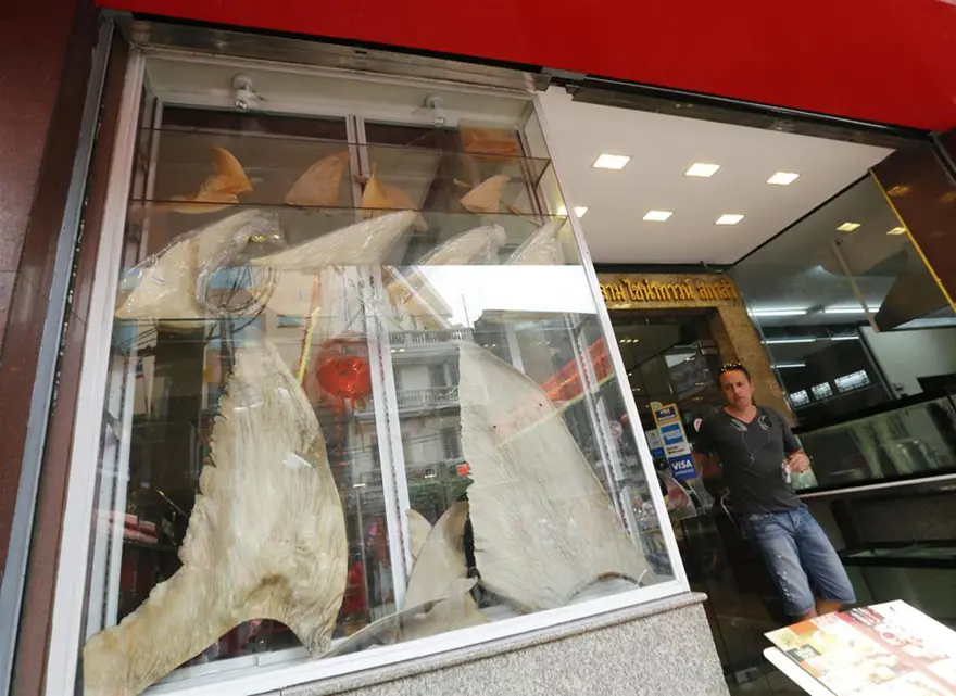 Köpekbalıkları aşırı avlanma kurbanı 23