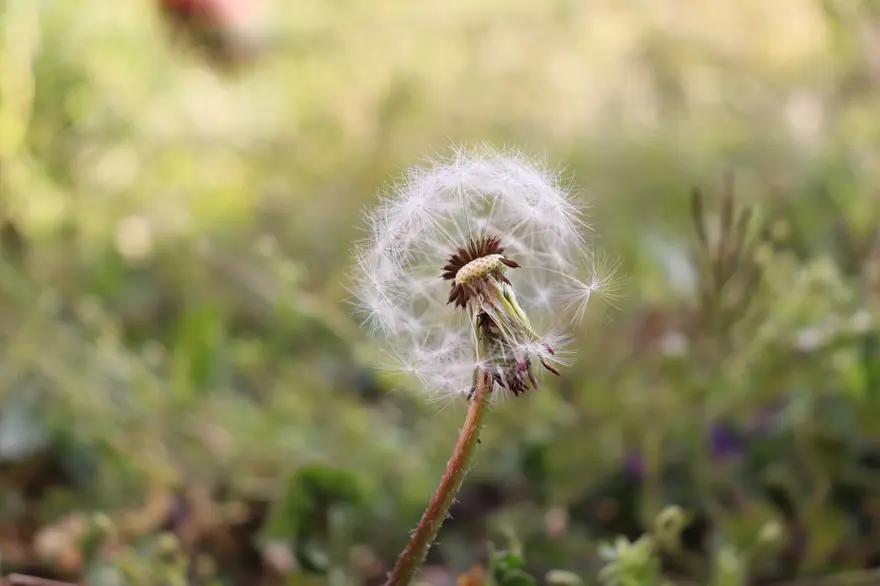 Yaprakları salatalarda ve çaylarda kullanılıyor: Hindibanın faydaları neler? 