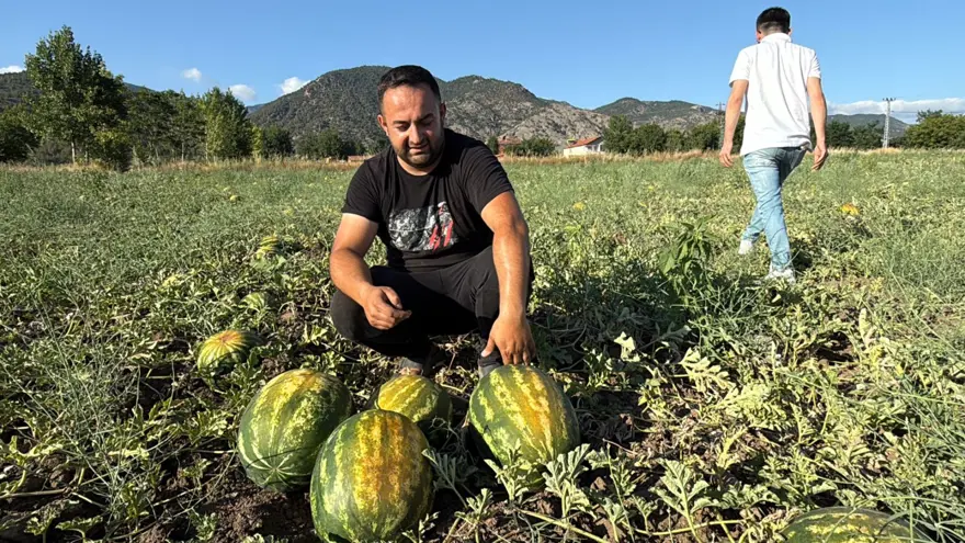 Dönüm fiyatı 10 bin lira: Hasat başladı 1