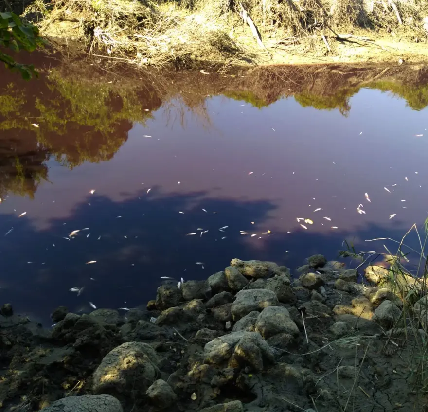 Siyaha dönen Karasu Çayı'nda balık ölümlerine inceleme 