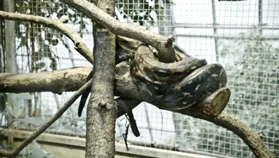 Yılanın ısırdığı kadın hayatını kaybetti