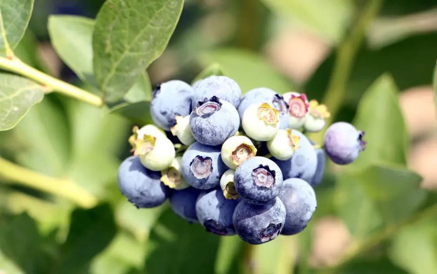Kuzey Amerika'dan Türkiye'ye kadar yayıldı! Kilosu 230 liradan kapış kapış satılıyor, tıbbi değeri çok yüksek 10 Kuzey Amerika'dan Türkiye'ye kadar yayıldı! Kilosu 230 liradan kapış kapış satılıyor, tıbbi değeri çok yüksek 10