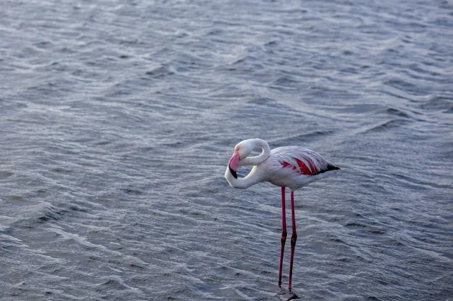 Afrika sahillerinde bir flamingo cenneti: Walvis Bay Lagünü 8