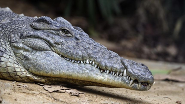 Florida'da dehşet: Kanosu devrildi, timsah saldırısına uğradı