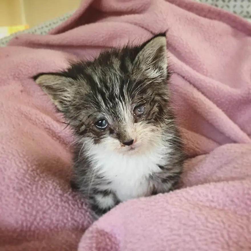 Hayatını kedileri kurtarmaya adadı 293