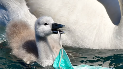 Pandemi vahşi yaşam için bitmedi
